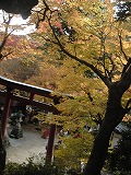 なら紅葉