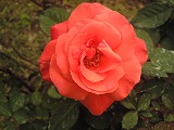 赤い薔薇