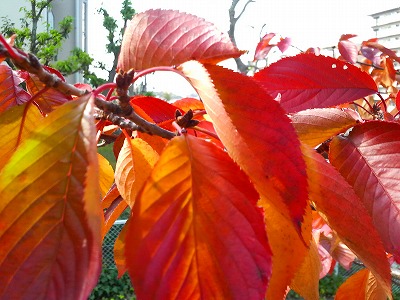 桜の紅葉