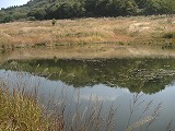 池に写った秋