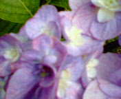紫陽花1