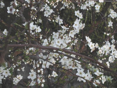 スモモ開花
