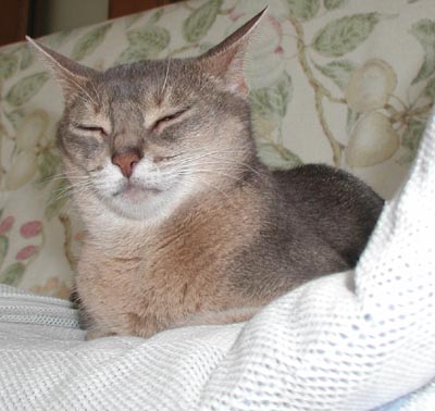 眠いですにゃ・・・