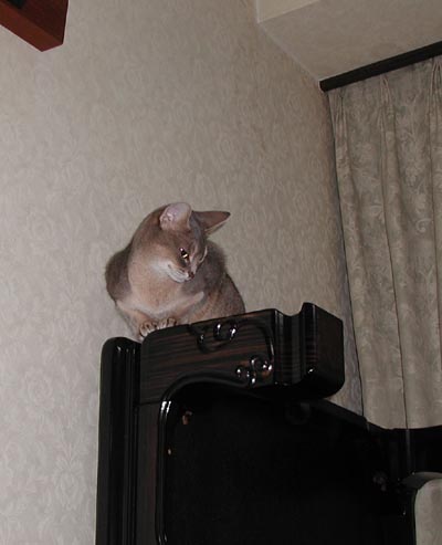 高い所好きにゃ♪