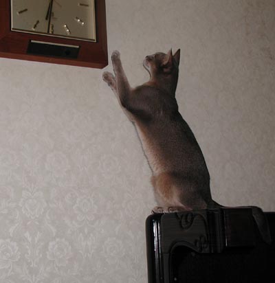 ママさん飯はまだかに？