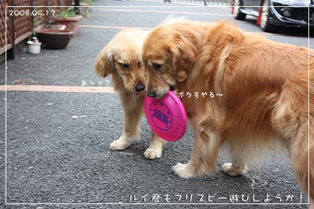 ルイ君もフリスビー遊びする？(08.09.13)