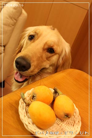ビバ！枇杷・ビワ・びわ(08.60.16)
