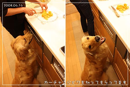 カーチャンに枇杷を切ってもらってます(08.06.16)