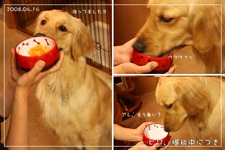 びわ堪能中につき(08.06.16)