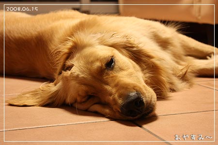 おやすみ~(08.06.15)