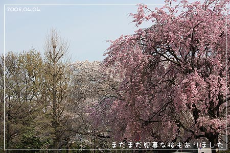 まだまだ見事な桜もありました(08.04.04)