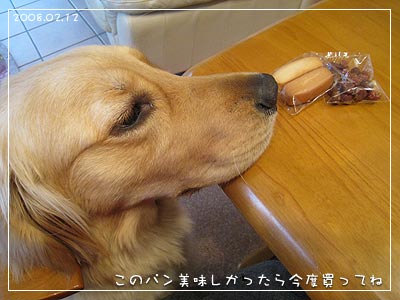 犬用おやつの試供品も食べたいです(08.02.12)