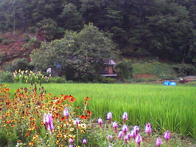 みらくる田圃