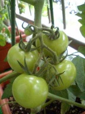 tomato