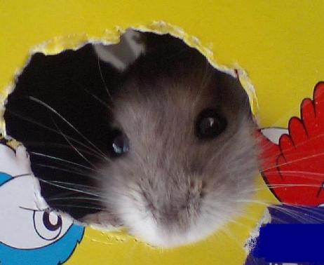 はむ