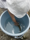 ひなた魚