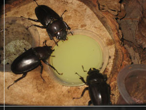えさ食べてます☆