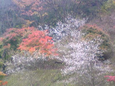sakura