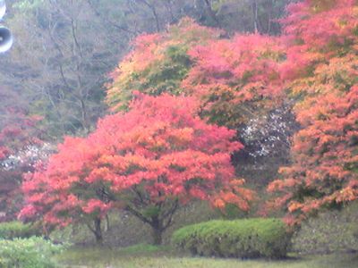 kouyou