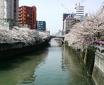 目黒川4