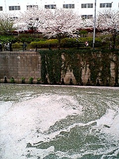 目黒川7