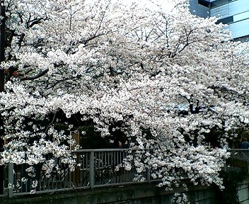 桜1
