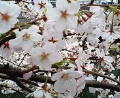 桜4