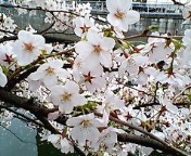 桜6
