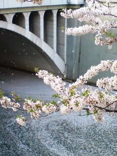 桜と川1