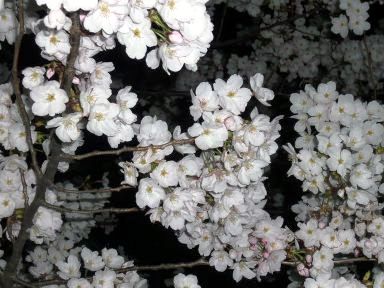 夜桜1