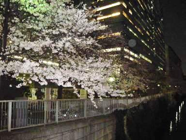 夜桜2