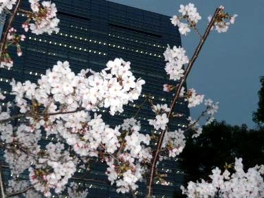 夜桜3