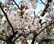 桜1