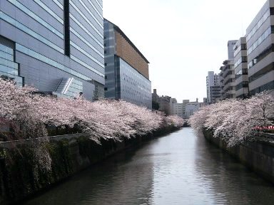 目黒川4