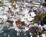 桜3
