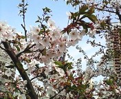 桜2