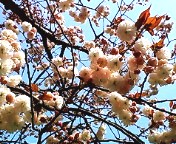 ぼたん桜4