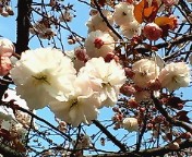 ぼたん桜5