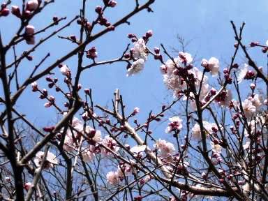 梅の花