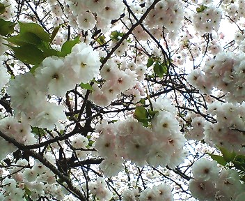 品川の桜3