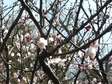 梅の花