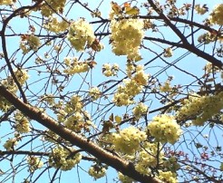 白い桜