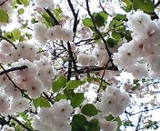 ぼたん桜1