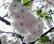 ぼたん桜2