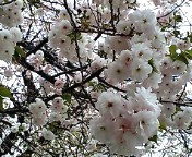 ぼたん桜0