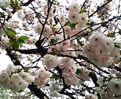 ぼたん桜