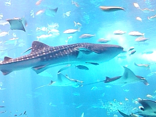 100620_1142.JPG