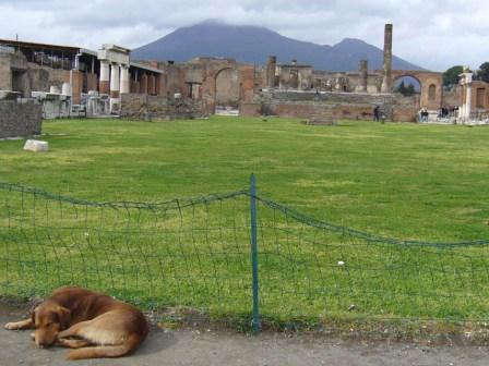 napping dog