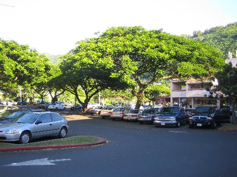 hawaii マノア3.jpg