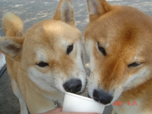 DSC00781.JPG